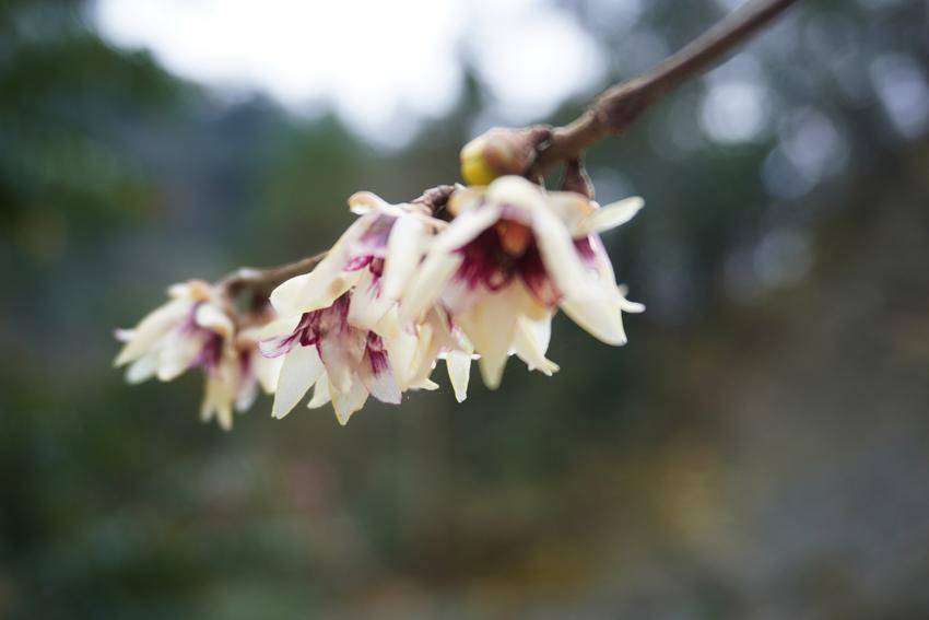 尋美鶴峰:臘梅花兒開_雲上_鳳尾_花蕊