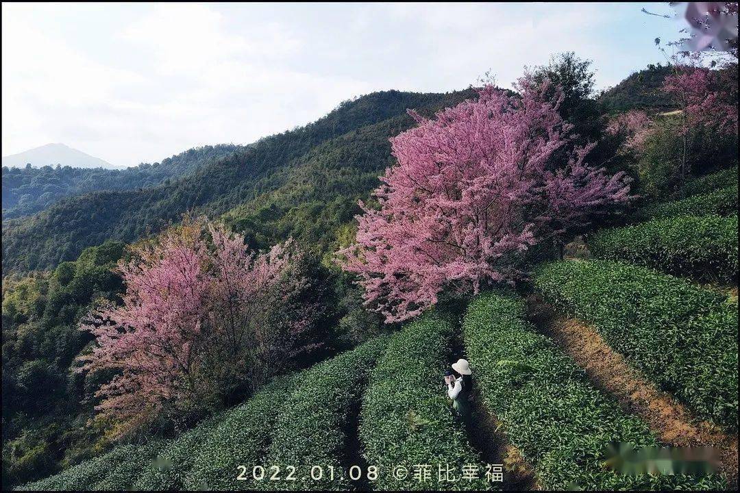 來看茶園間的櫻花之美~_粉色_雲霧_茶山