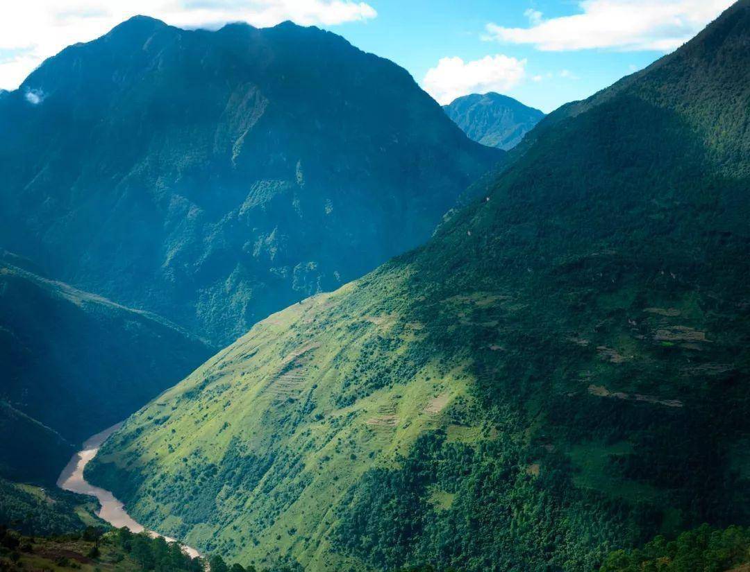 有質地細膩的鱗皮雲杉,鱗皮冷杉,川西雲杉,黃果冷杉,高山松,高山櫟等