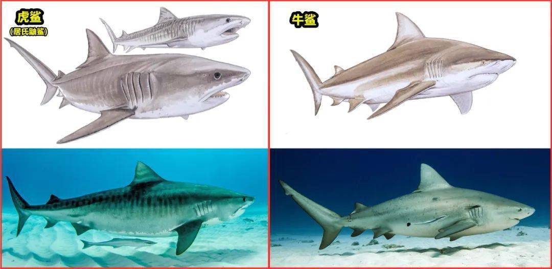 公牛鲨vs虎鲨图片