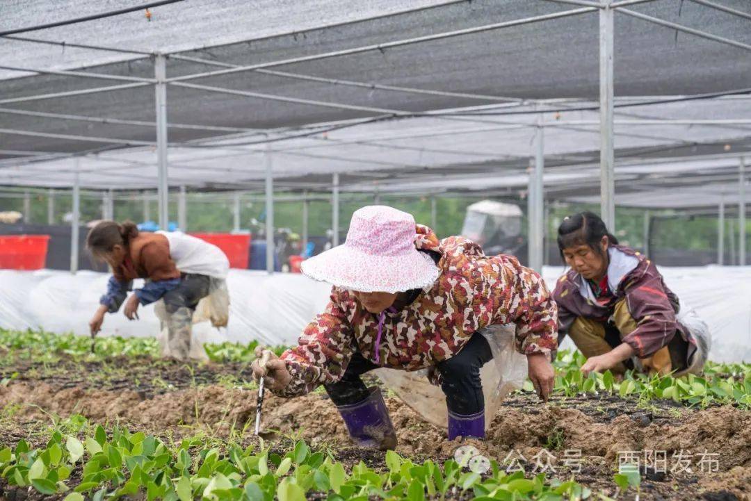 科技特派團助力酉陽茶油交出喜人