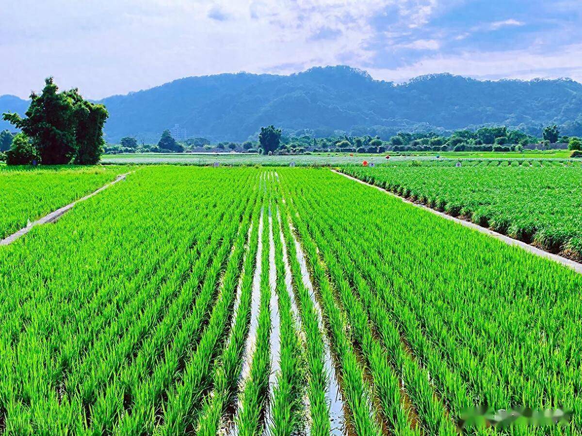 新疆地區水稻高質高效種植技術_灌溉_防治_過程