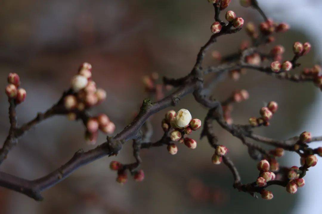 【分享】莘莊梅園裡的第一朵龍游梅開了!