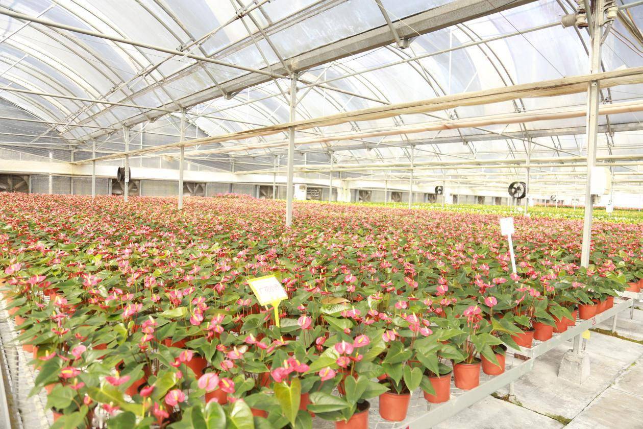 探访广花从化基地:这里生产美丽花卉,也传播美好与祝福_科普_广州
