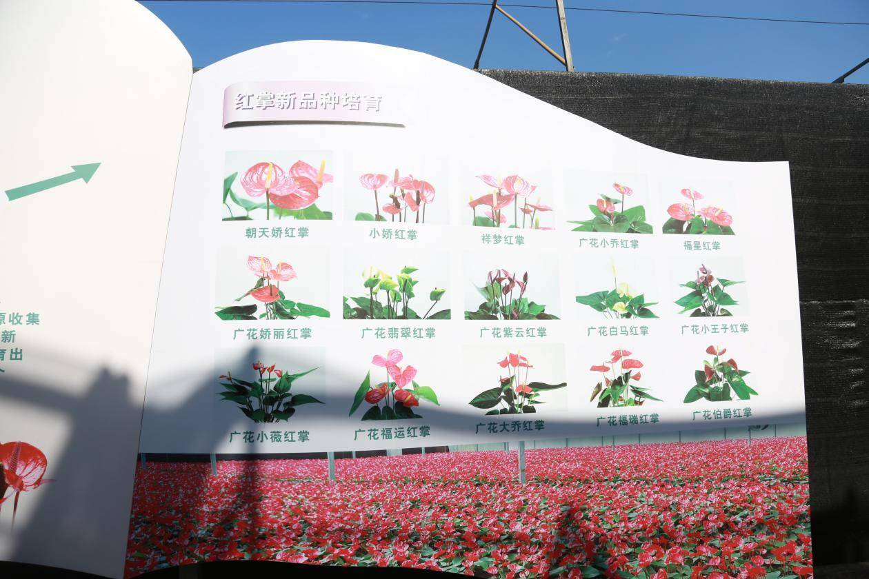 探访广花从化基地:这里生产美丽花卉,也传播美好与祝福_科普_广州