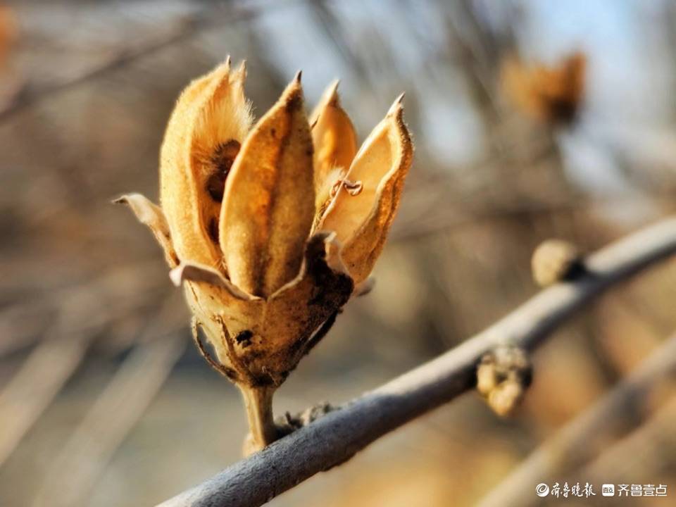 木槿朝开暮落,生长较快,枝叶繁茂,花色艳丽,开花后留下的果实种子,吐