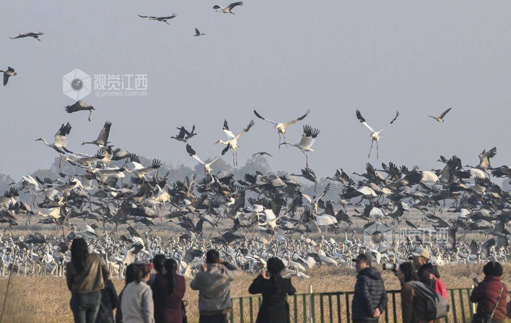 鄱湖觀鳥季 客從八方來_餘干縣_遊客_候鳥