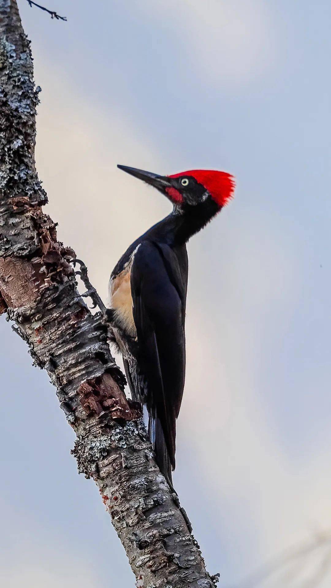 无量山丨鸟类①_啄木鸟_阿嘎_大金