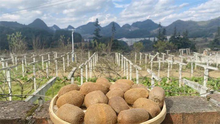 產業為筆繪田園|貴州大力發展特色優勢產業助力鄉村振興_天麻_農業_土