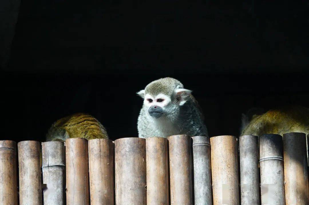 毛衣_經典_杭州動物園