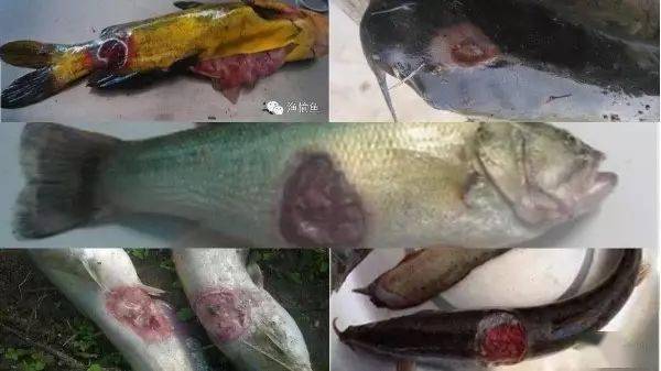 应改善环境,增强免疫力;也有的认为是感染了水霉