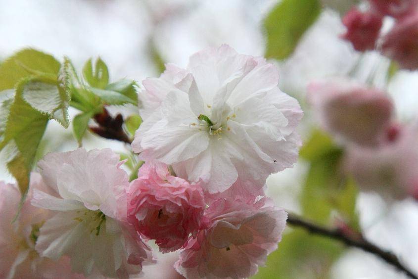 你在北方看雪花,我在公園賞櫻花_品種_吉野_形態