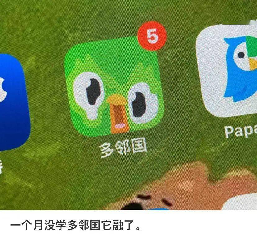 小绿鸟表情包软件图片