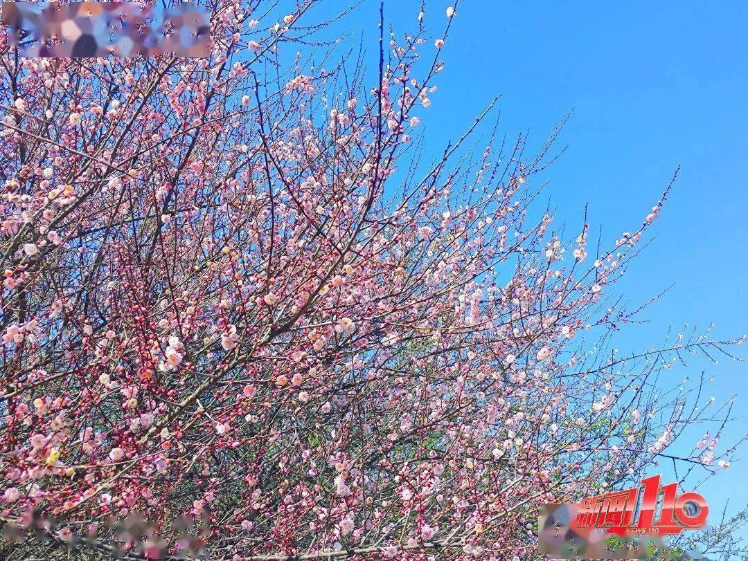 福州金鸡山公园樱花图片