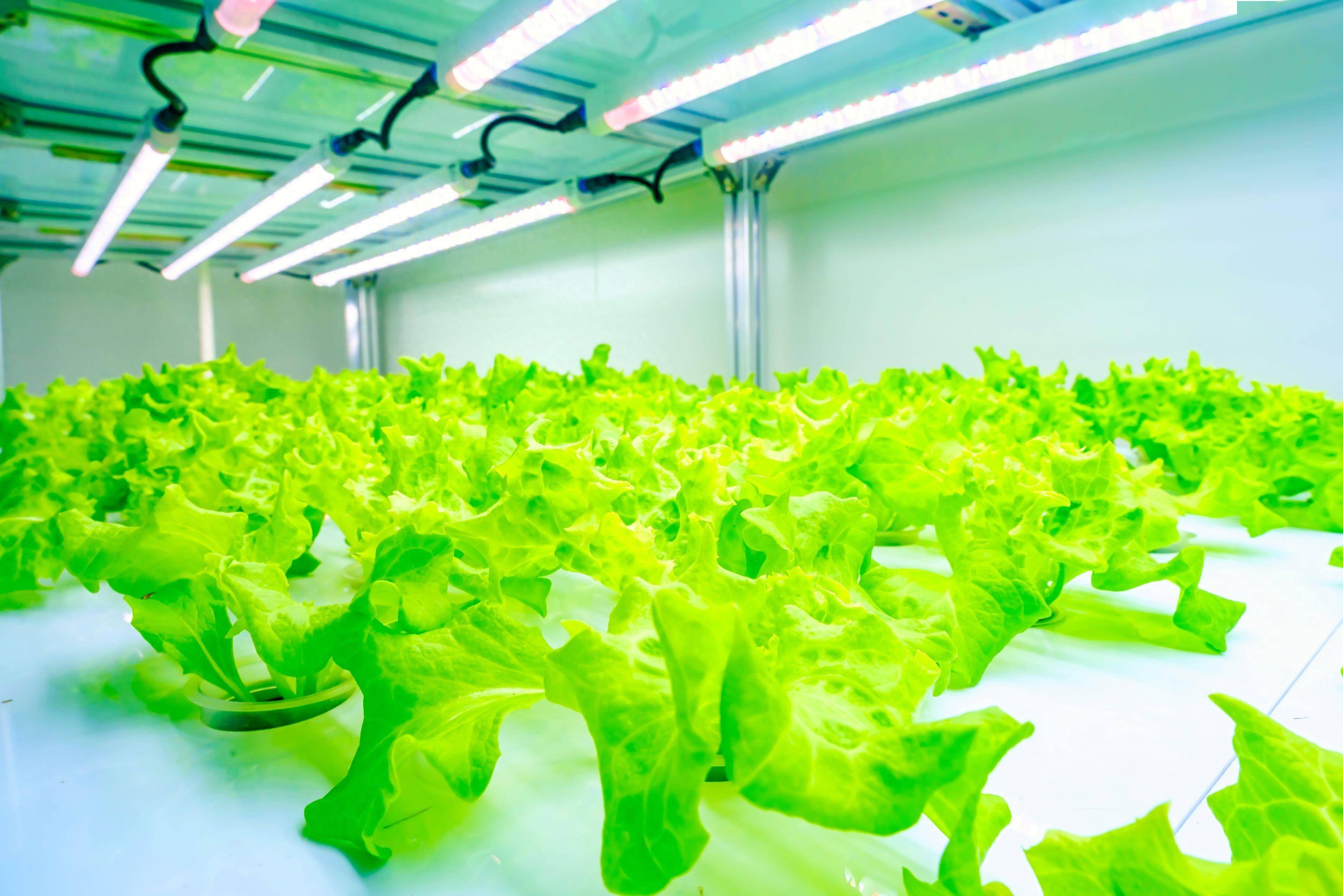 来温江超级植物工厂 感受农业4.0_种植_生产的_建设