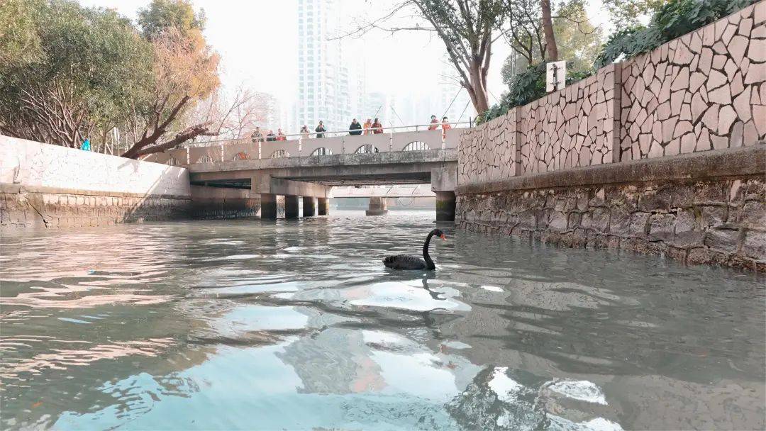 黑天鵝黑天鵝安家普陀如何愛護市民熱議1月11日早上,記者輾轉光復西路