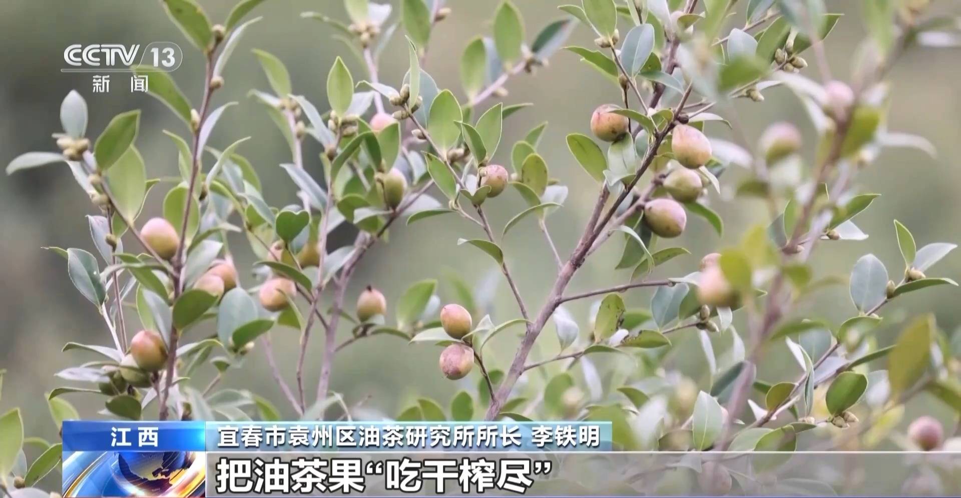 李鐵明:油茶渾身是寶,通過技術創新,循環利用,把油茶果