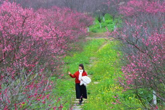 凤凰沟梅花节图片