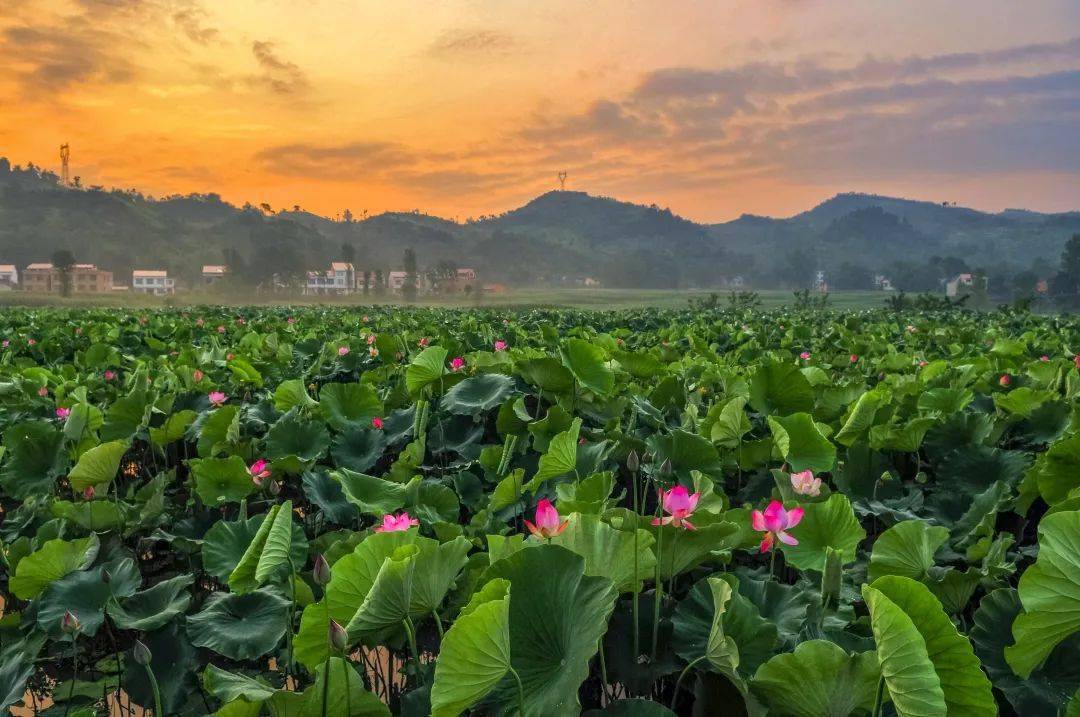 好客汉阴丨汉阴县双乳镇千亩荷塘景区被命名为国家3a级旅游景区