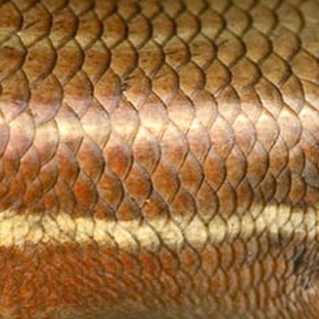 【龙年说"龙"】一起了解四脚游"龙"——蜥蜴(二)_鳞片_有毒_种类