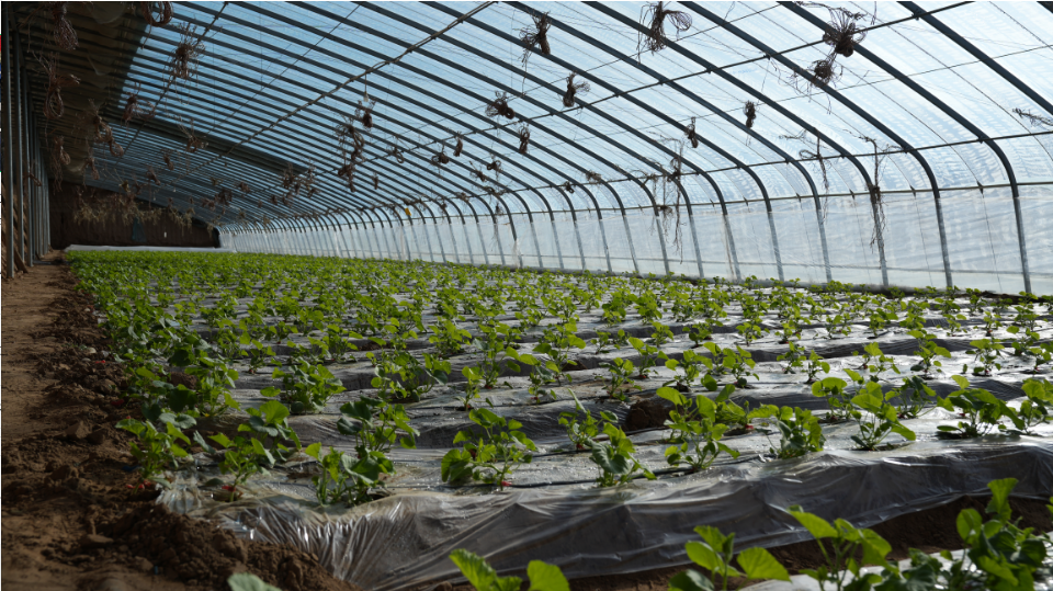 日光温室"智慧"变身!我市温室大棚尽显"科技范儿"_种植_温度_发展