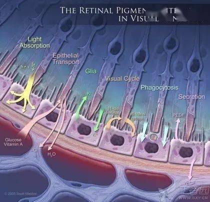 視網膜相關知識學習及病例圖片分享_屈光_細胞_血管