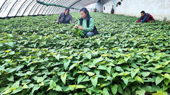 1月17日,在察布查爾鎮安定村蔬菜種植基地大棚裡,菜農正忙著採摘綠葉