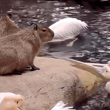 就发一波我自制的卡皮吧啦表情包gif吧.拿去不谢_专用_情绪_袋鼠