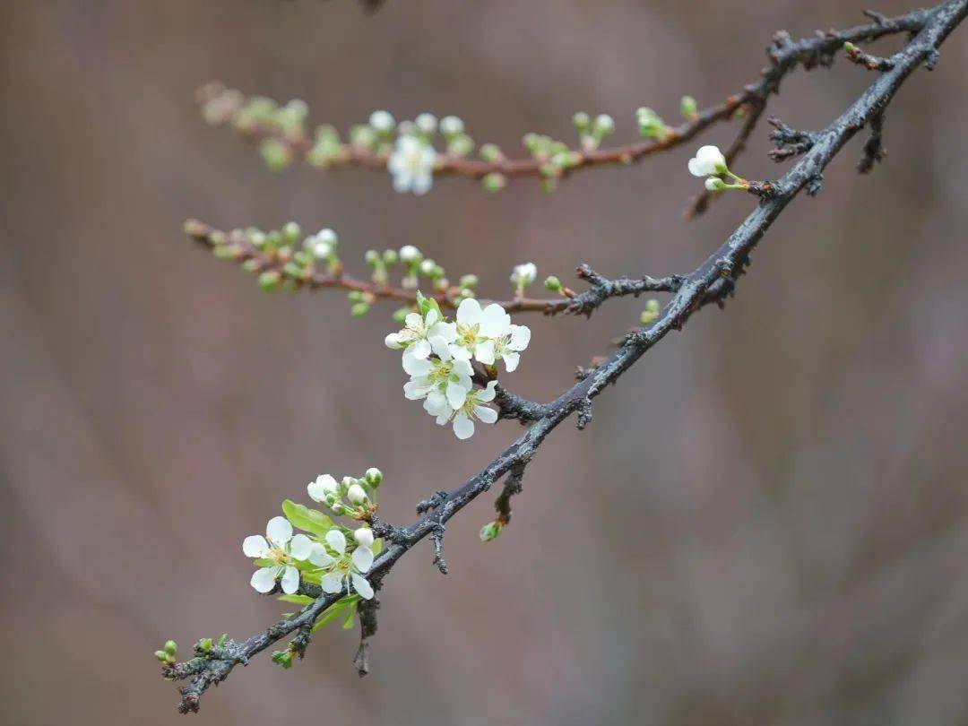 李花_西江_桃花