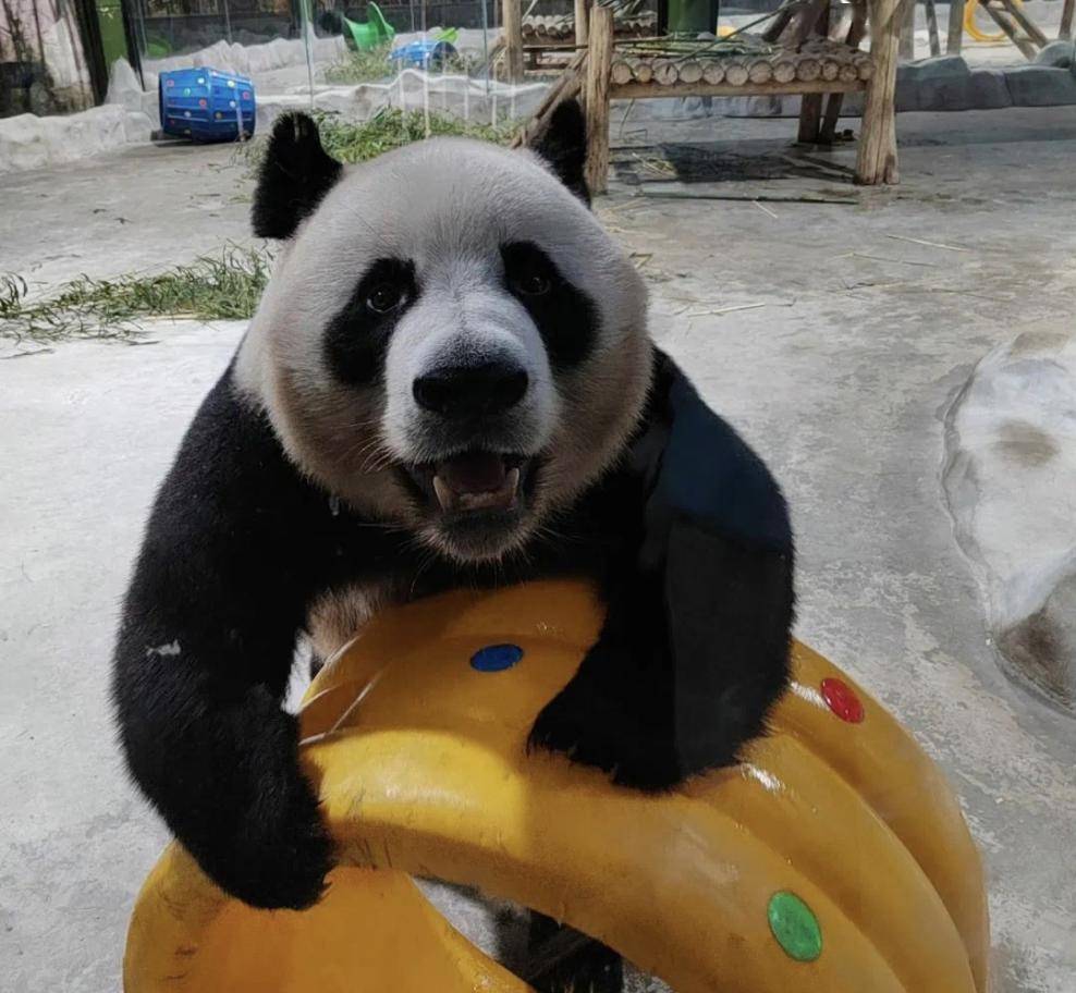 亮家底啦 | 來欒川竹海野生動物園,邂逅奇趣動物吧!