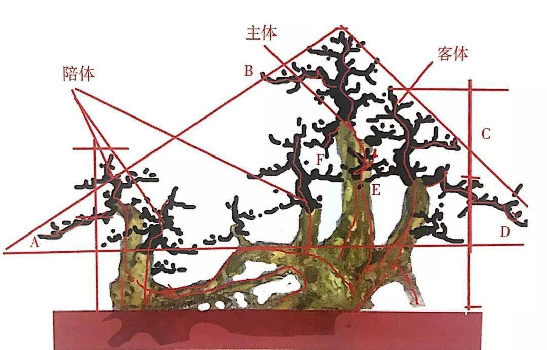 盆景枝托布局走位图片