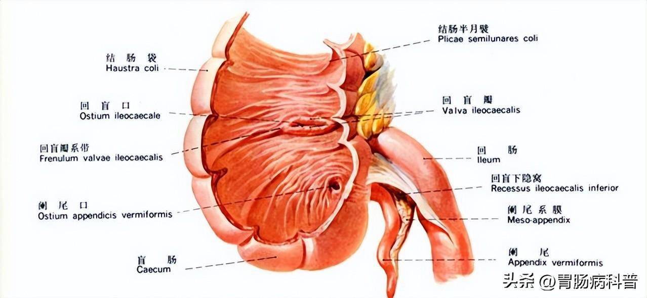 肛门与肠道结构图片图片