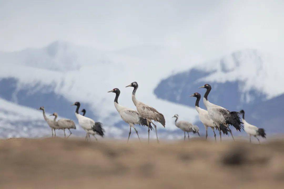 巴塘藏原羚2021年11月拍摄于巴塘纵纹腹小鸮2023年7月拍摄于巴塘藏狐