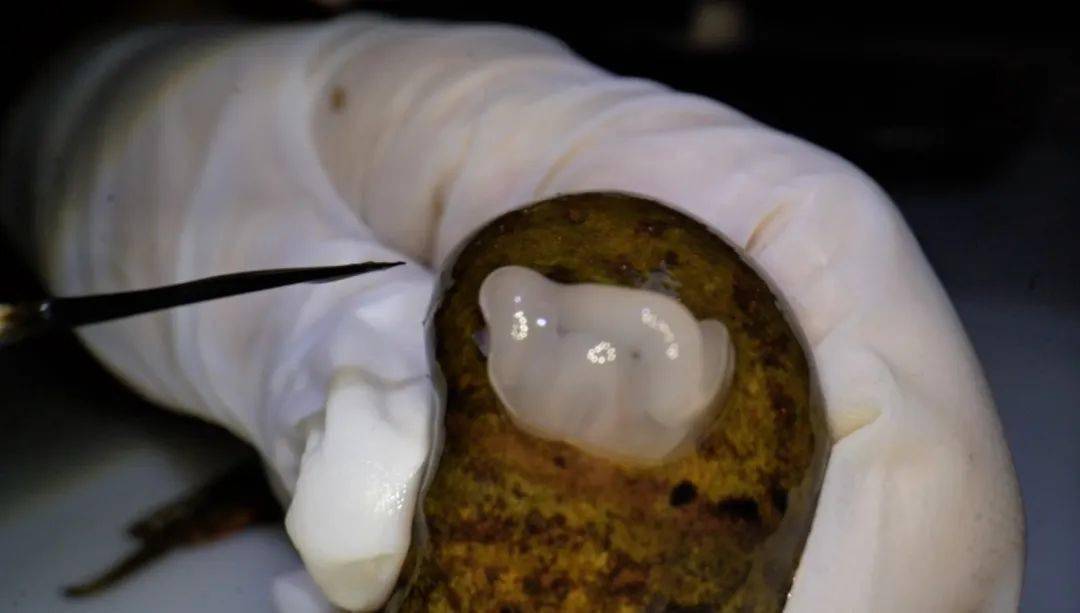 是母林蛙的输卵管,当地人喜欢叫它林蛙油