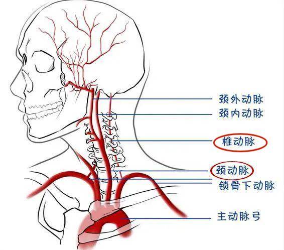 右侧椎动脉位置图图片