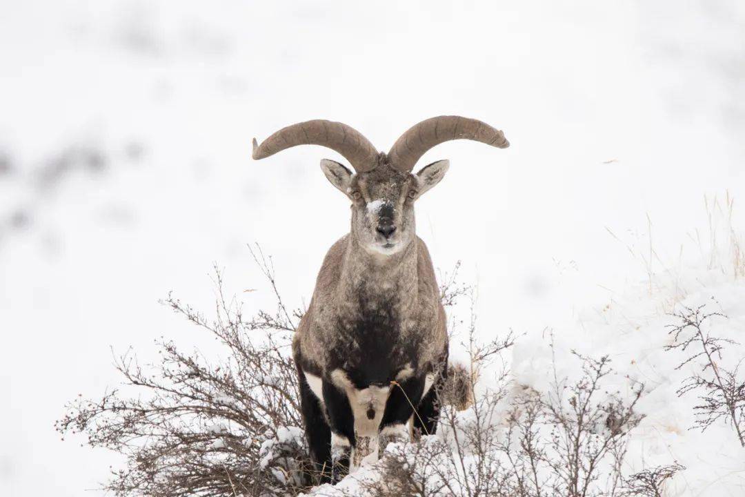 猞狸2021年2月拍摄于巴塘黑颈鹤2022年11月拍摄于嘉塘藏野驴2022年8月