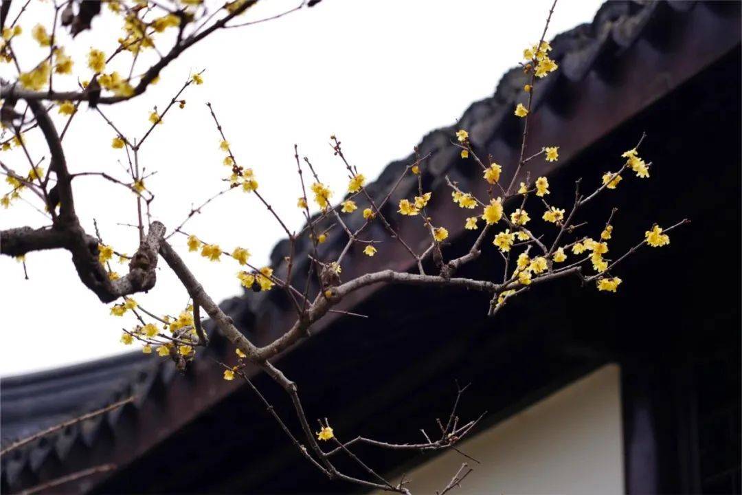 隔屏寻梅闻“香”,走起!_梅花_盛花期_花瓣