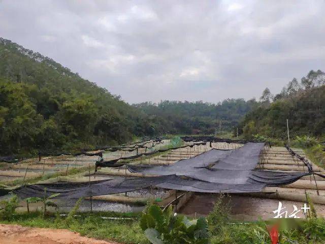 據悉,該牛蛙養殖場位於荷花鎮石雙村委會石古塘村,未經審批佔用水田