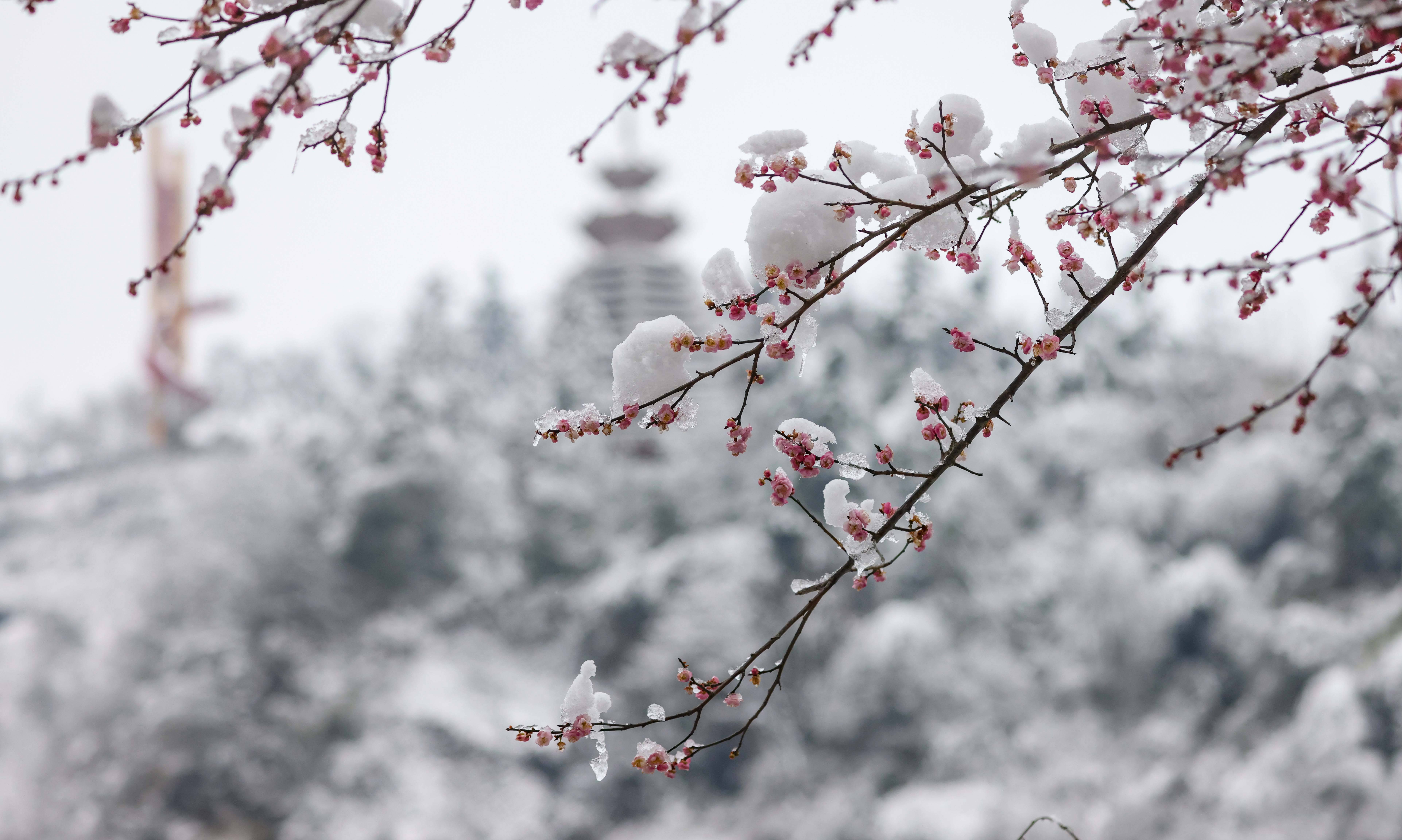 梅花傲雪含苞高清图图片