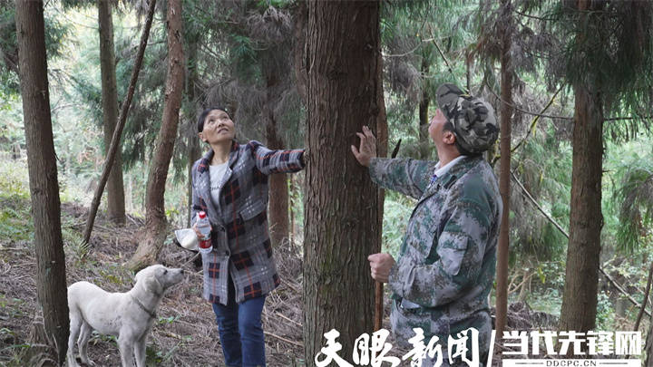 两代人的守护,青春换青山_姚克_大堡_护林