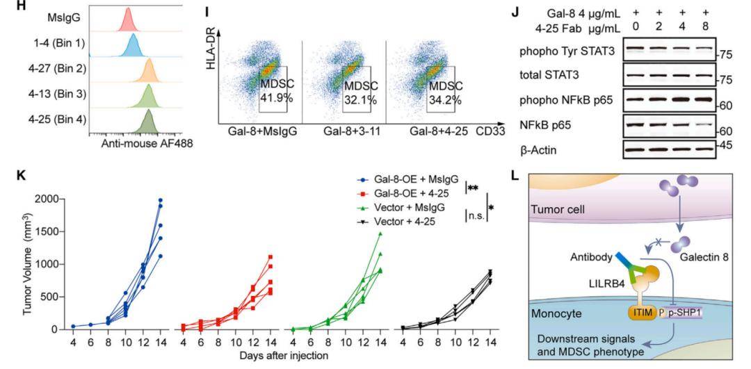 這一研究發現了lilrb4的新功能性配體galectin-8,揭示了配體受體蛔鼢