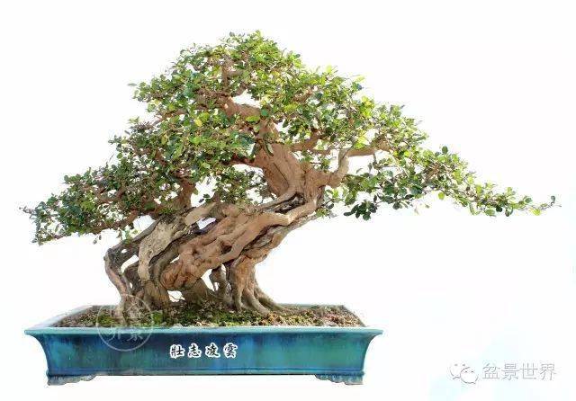 《古木参天高千丈》(博兰)荣获2023全国精品盆景展铜奖博兰病虫害很少