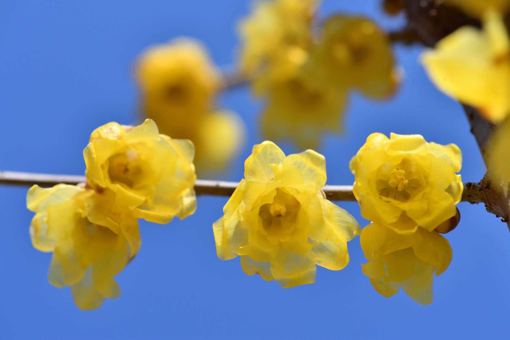 冬日"梅"景如画_梅花_贵州省_腊梅