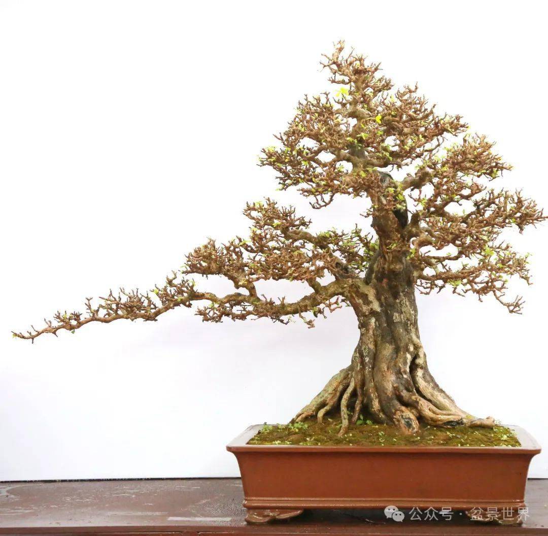 珠海市斗门区花卉盆景协会出品《众志成城》(博兰)▲广东王溪作贫
