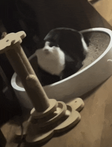 全网跳科目三最标准的小猫来了，网友：保送海底捞！