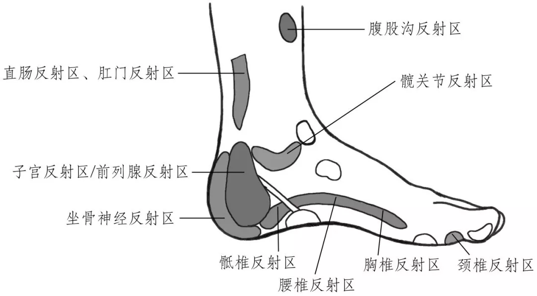 頸椎,胸椎,腰椎,骶椎都能在腳全息中找到相應的反射區.