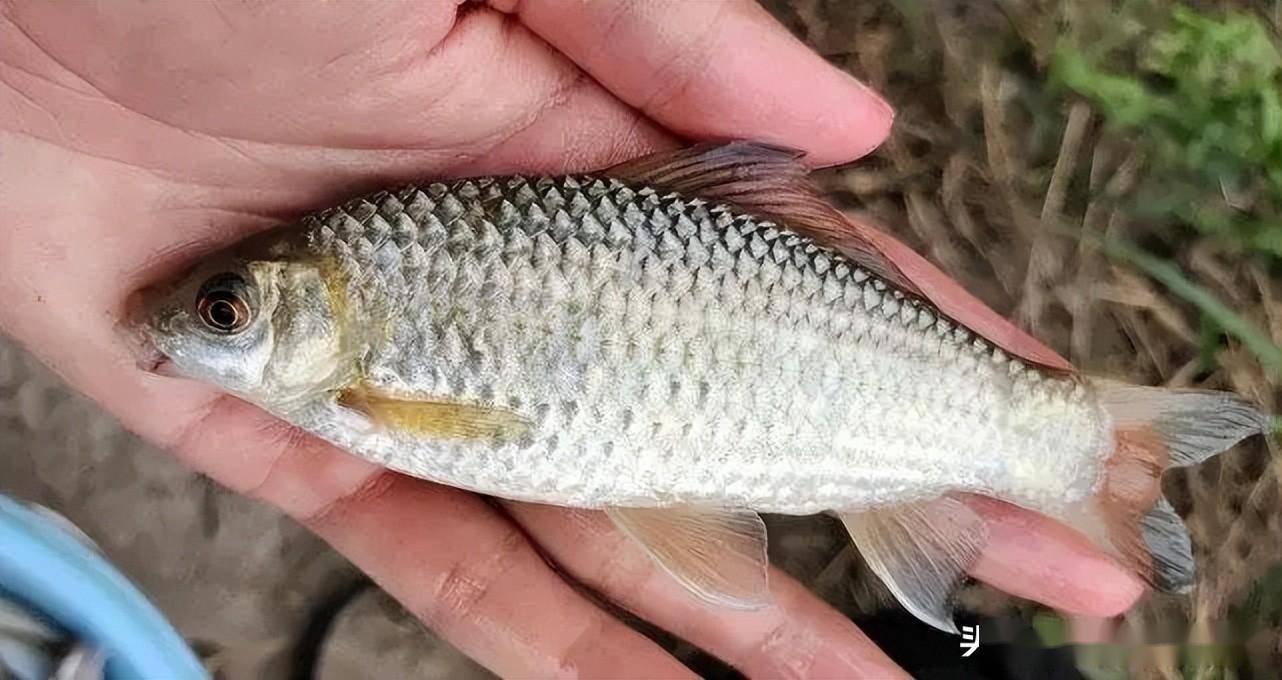 入侵我国最成功的物种:在南方水域繁衍40多年,却被人误认为草鱼_鲮鱼