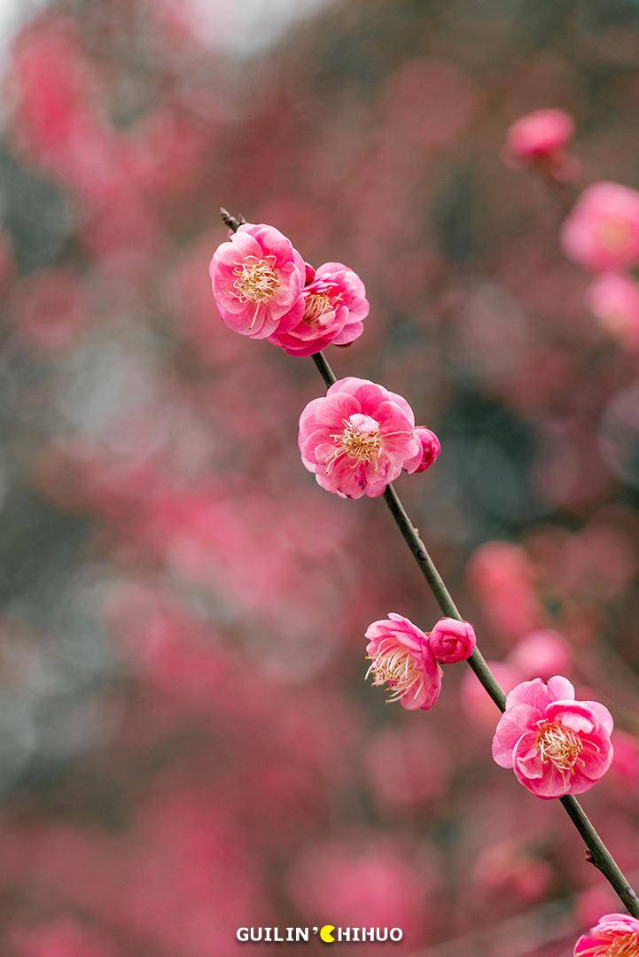 桂林市區多處梅花開了,免費打卡!_公園_種植_info