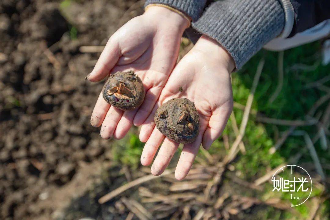 荸荠_泥土_是一种