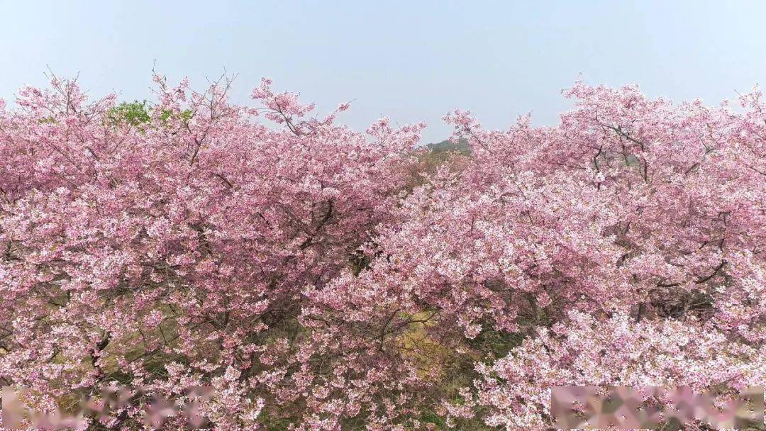 韶关多地樱花盛开!赏花等你来～_浈江区_粉色_禅寺